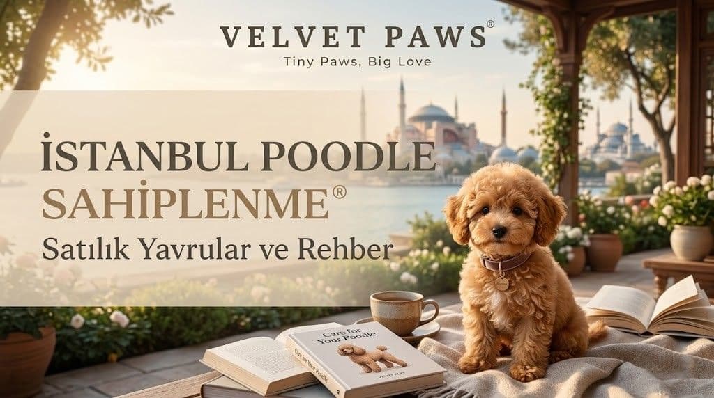 İstanbul Poodle Sahiplenme: Satılık Yavrular ve Rehber