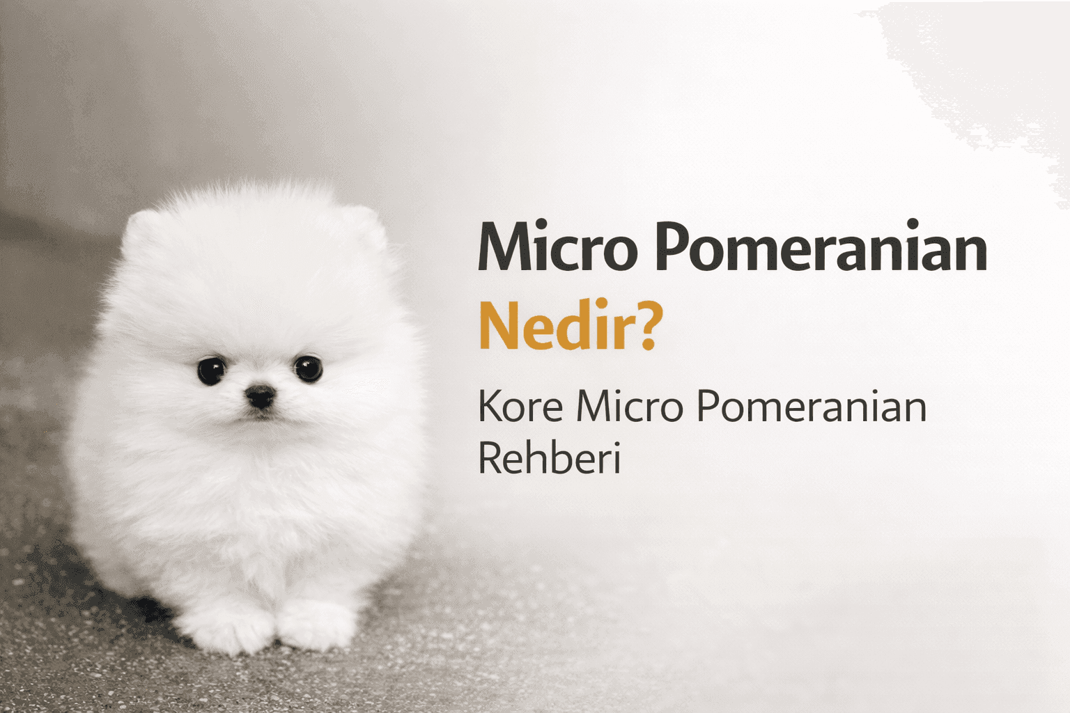 Micro Pomeranian nedir Kore Micro Pomeranian özellikleri ve boyutları