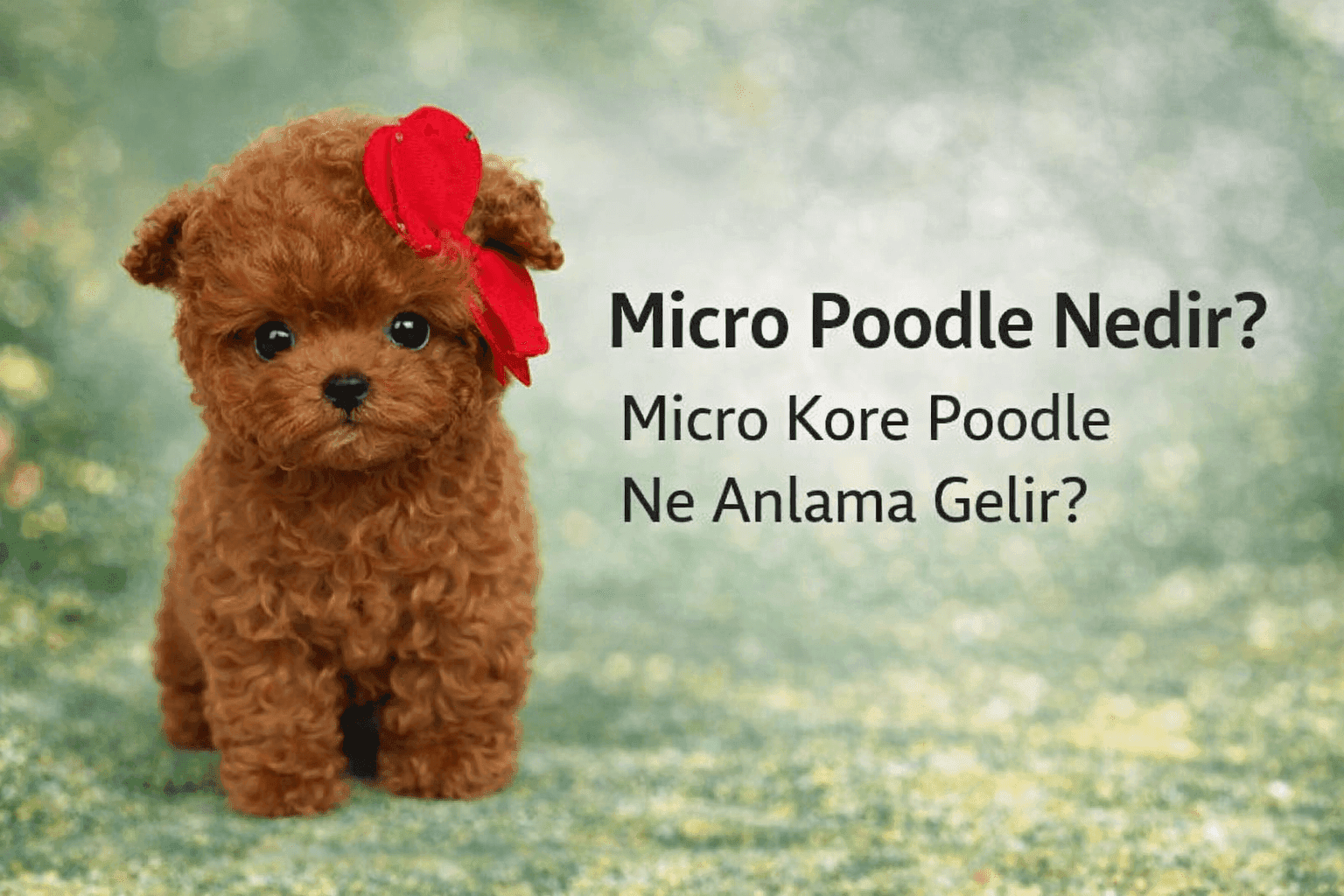 Micro Poodle nedir? Micro Kore Poodle ne anlama gelir sorusunu anlatan, küçük kahverengi poodle yavrusu görseli