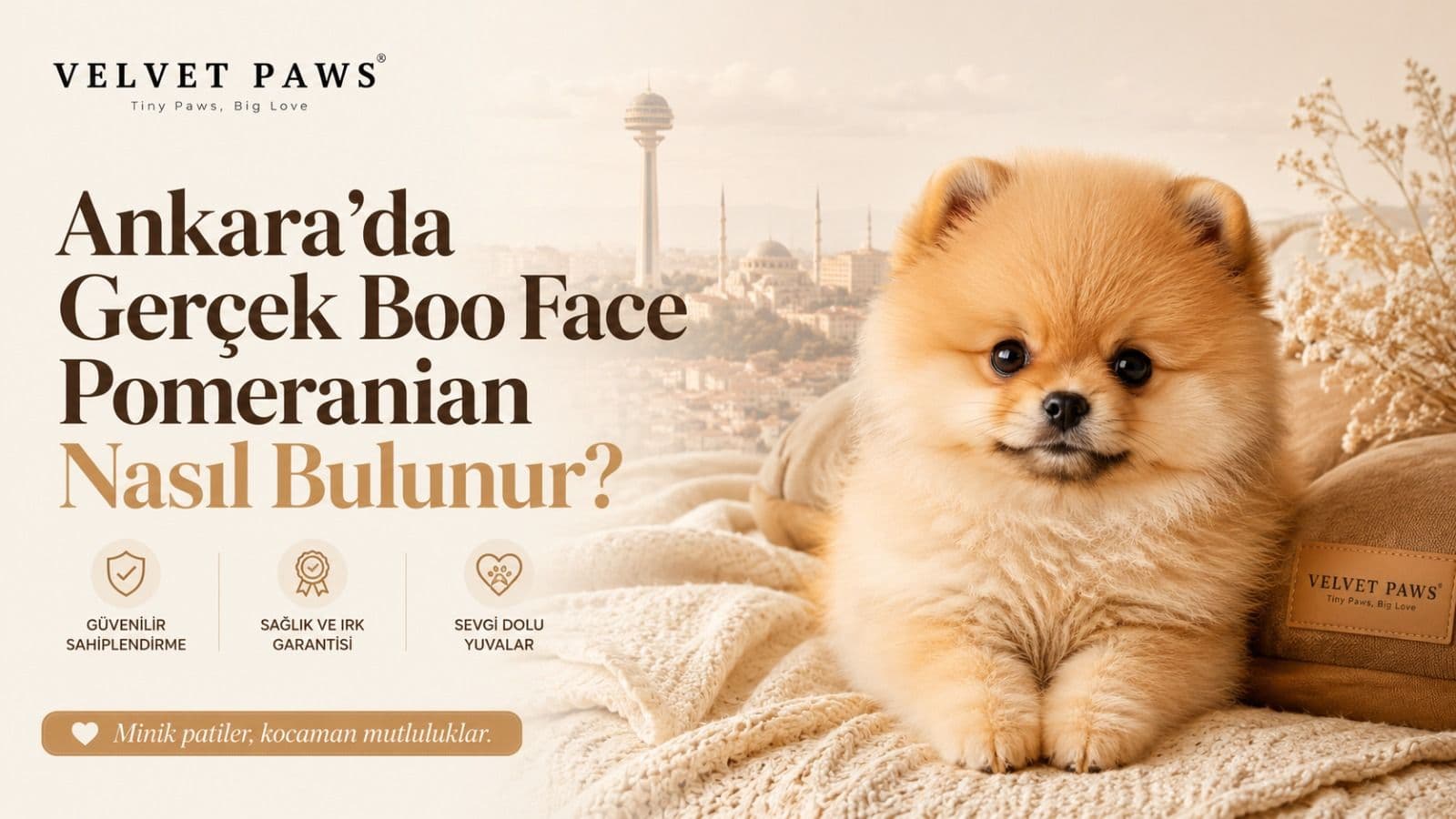Alternative text: Ankara’da gerçek Boo Face Pomeranian yavrusu hakkında blog kapak görseli
