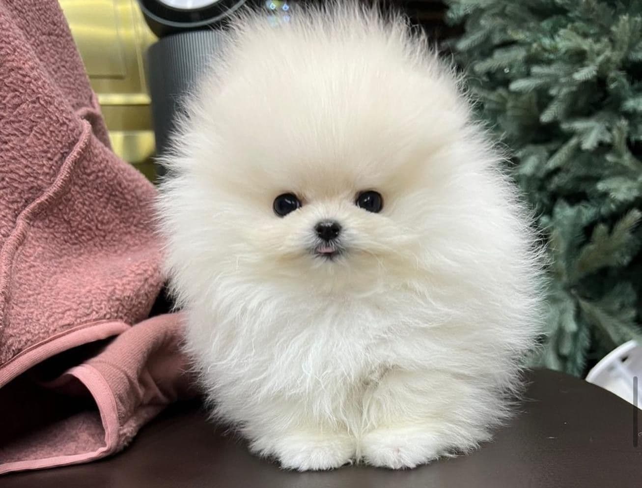 Kore Pomeranian