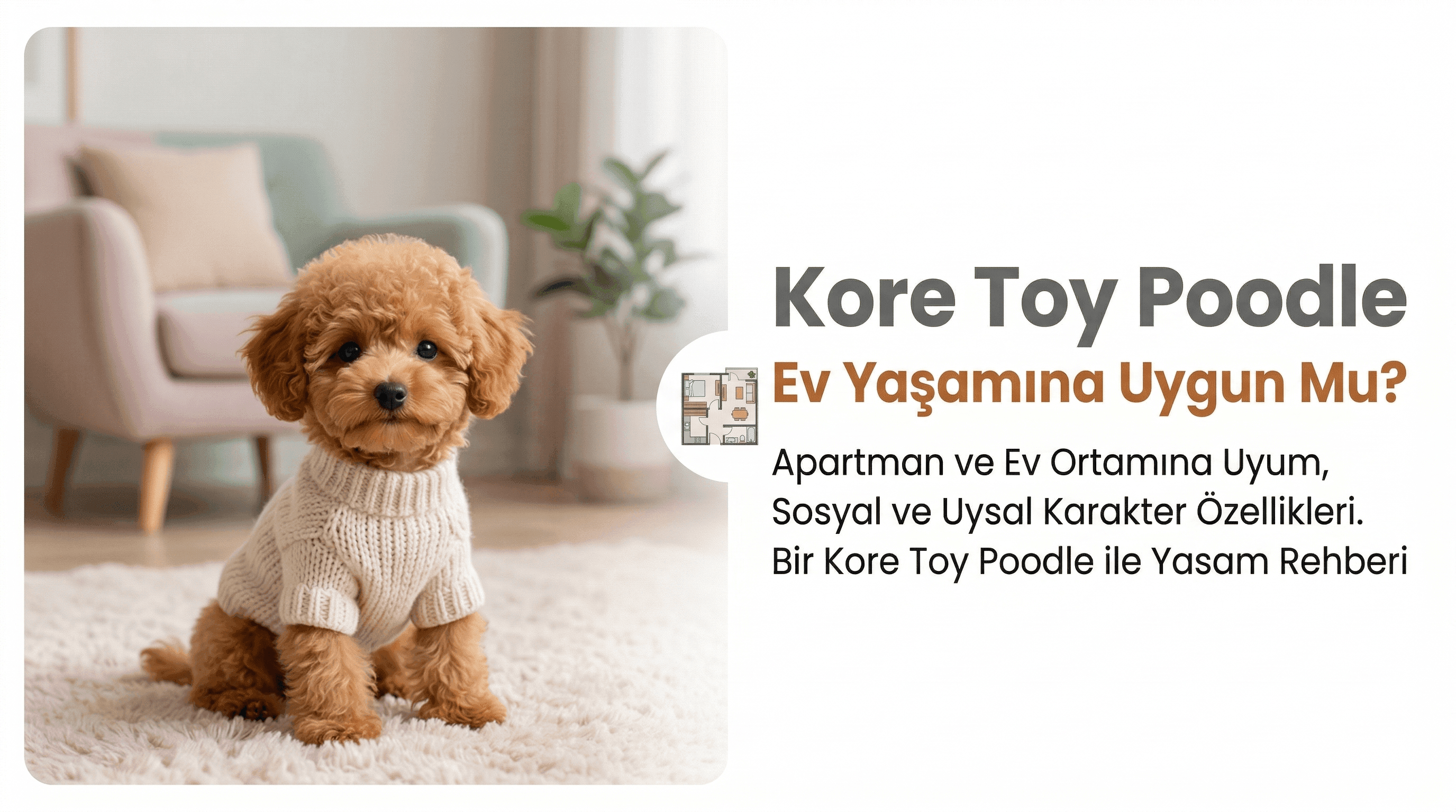 Kore Toy Poodle Ev Yaşamına Uygun Mu?