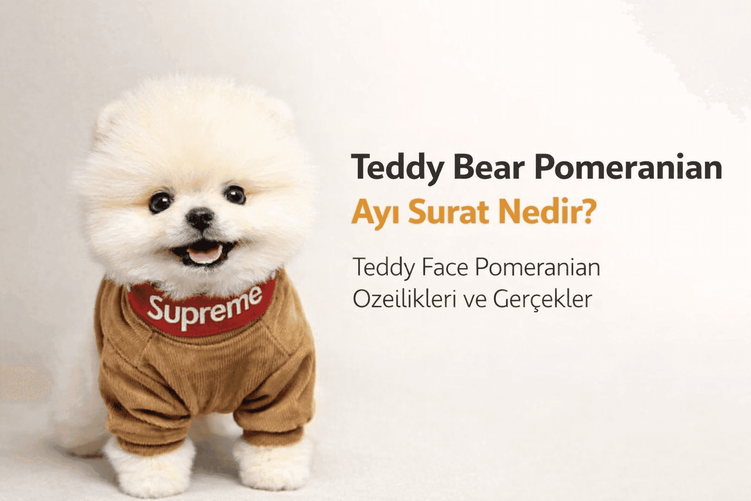 Teddy Bear Pomeranian ayı surat görünümüne sahip küçük beyaz pomeranian köpek