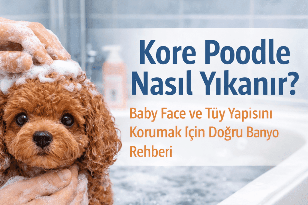 Kore Poodle yavrusunun doğru şekilde yıkanmasını gösteren baby face yüz yapısına sahip Toy Poodle köpek