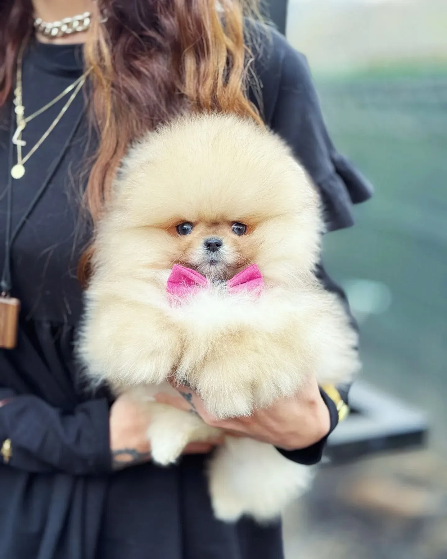 Pomeranian - 7