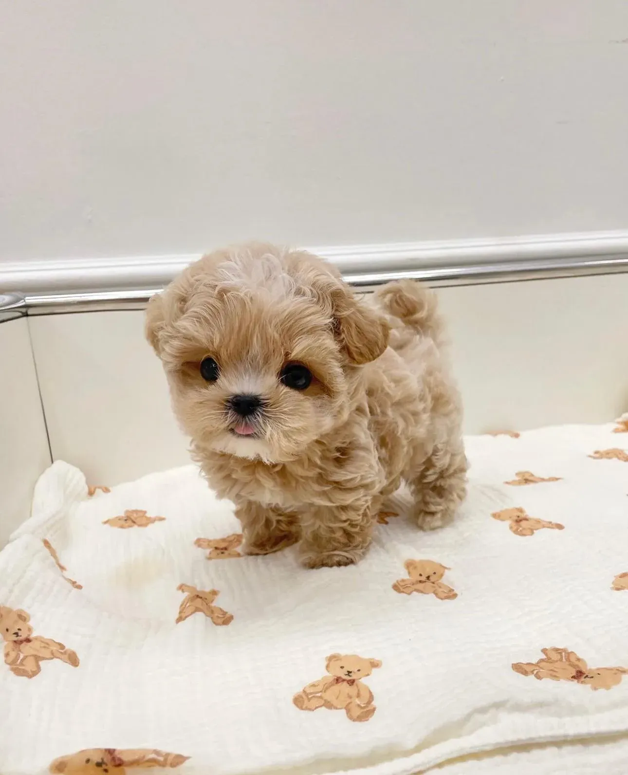 Maltipoo - 7