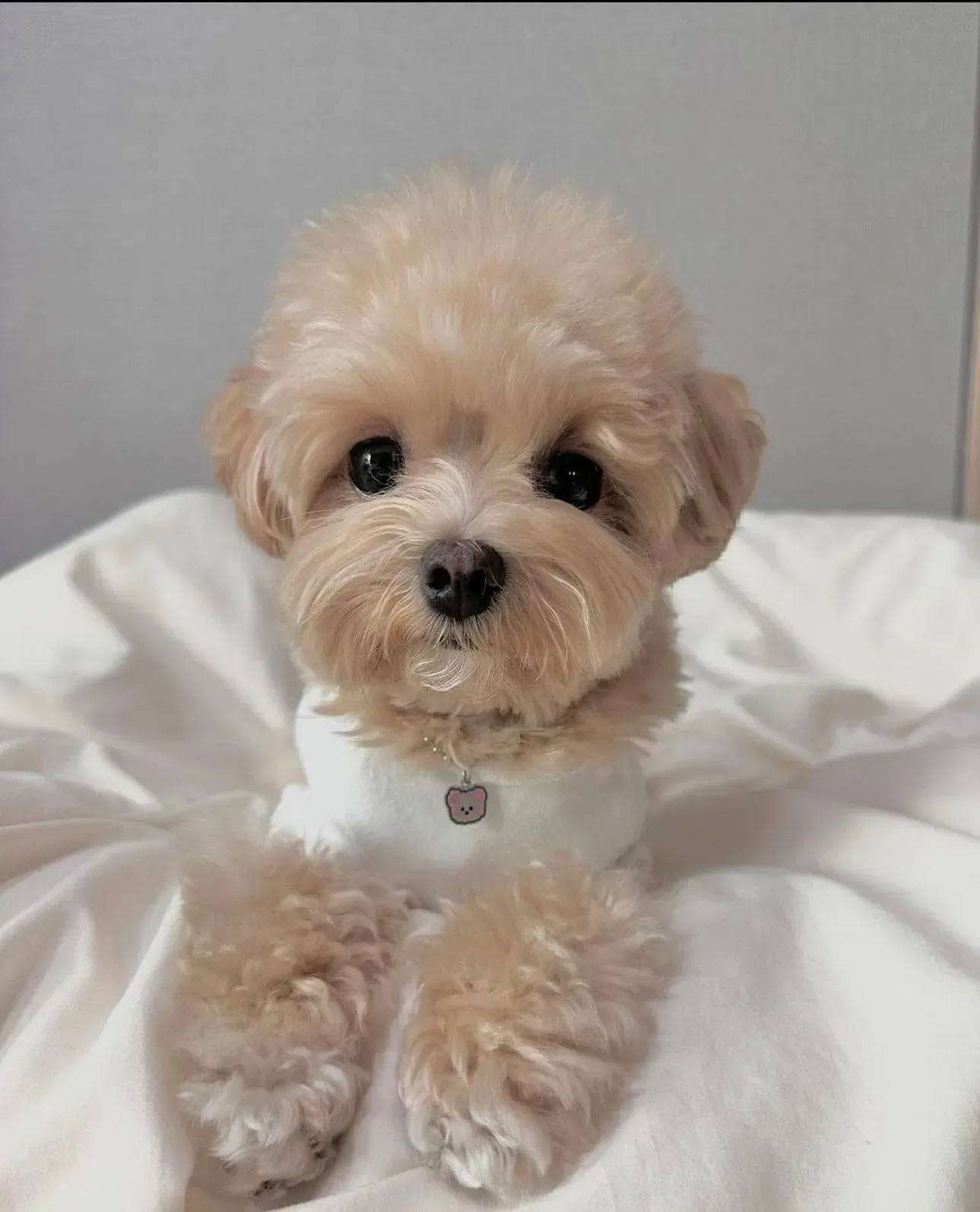 Maltipoo - 6