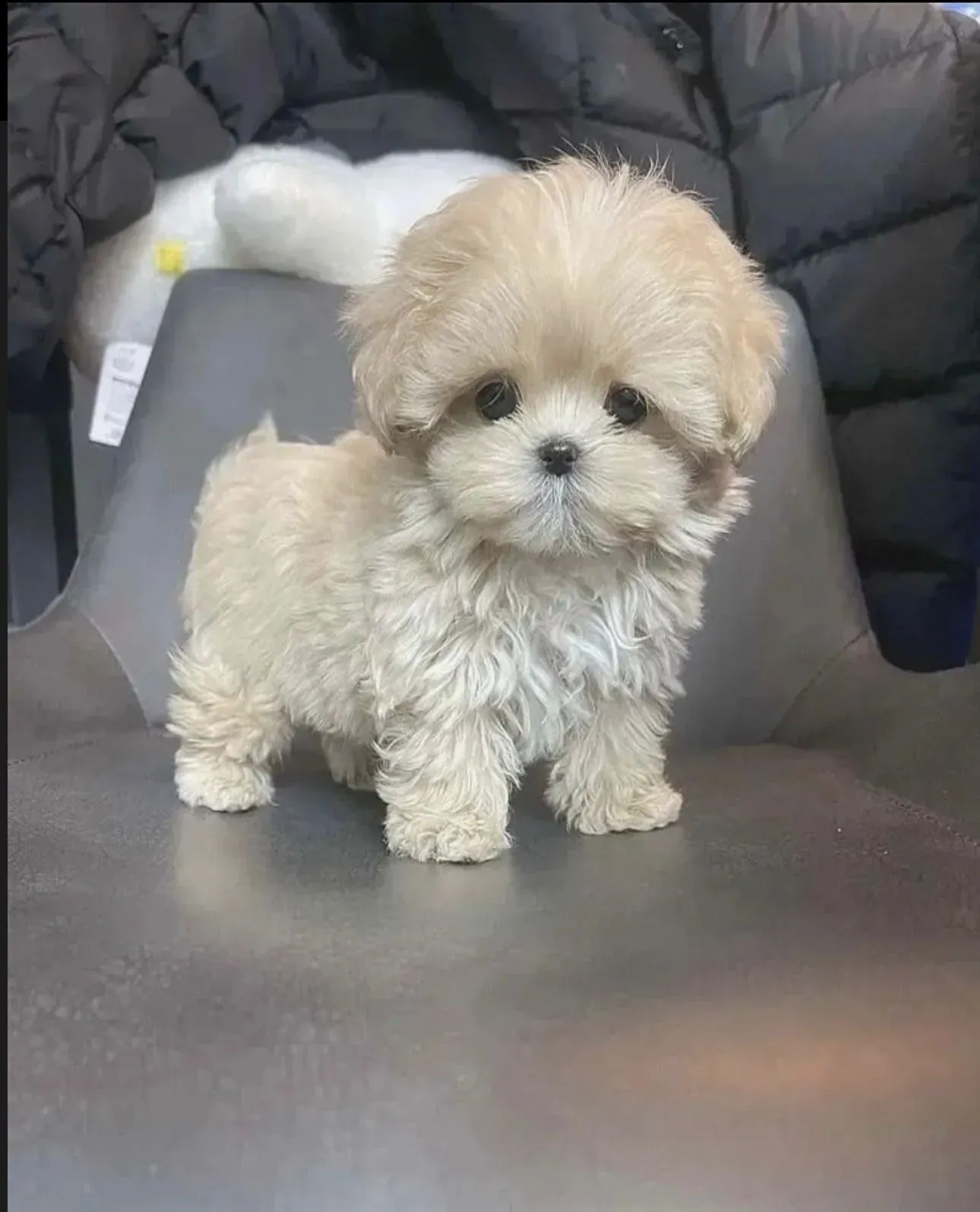 Maltipoo - 2