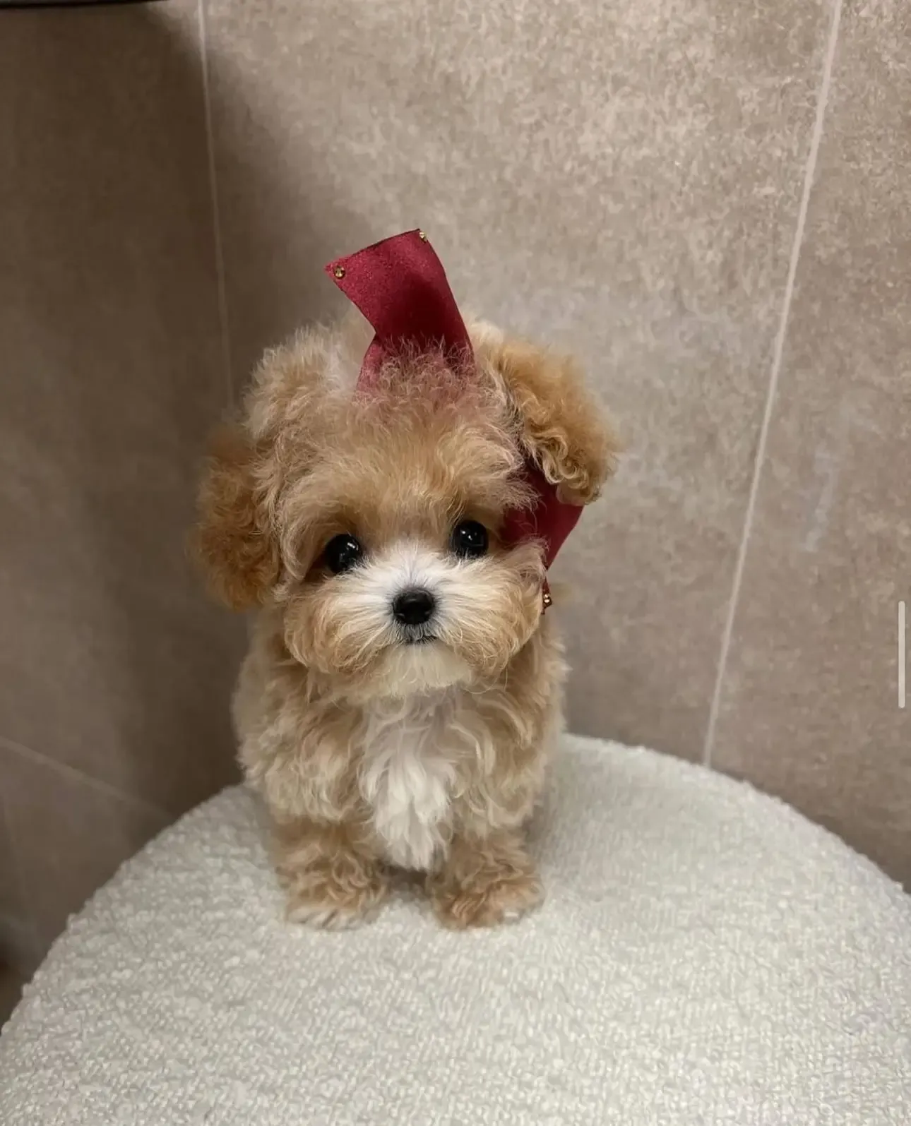 Maltipoo - 4