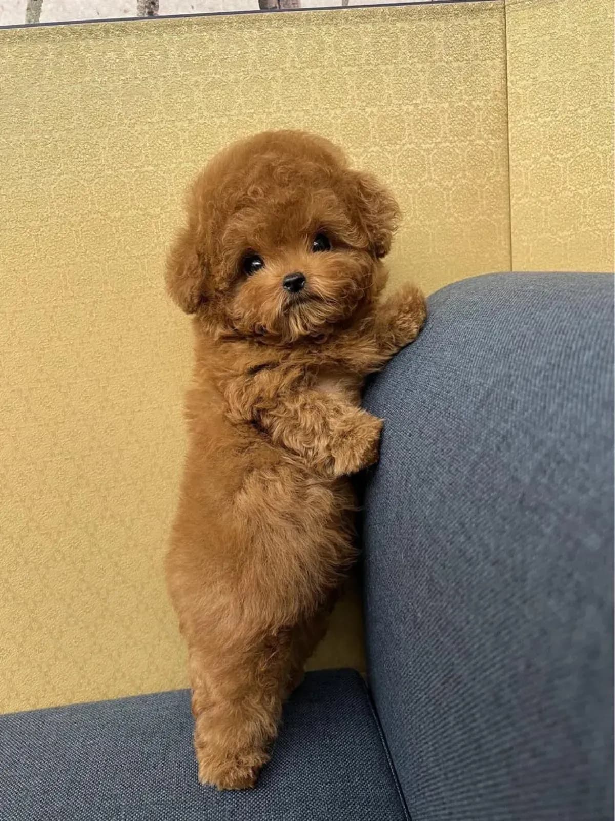 Yavru Köpek Eğitimi: İlk 6 Ay Adım Adım Rehber
