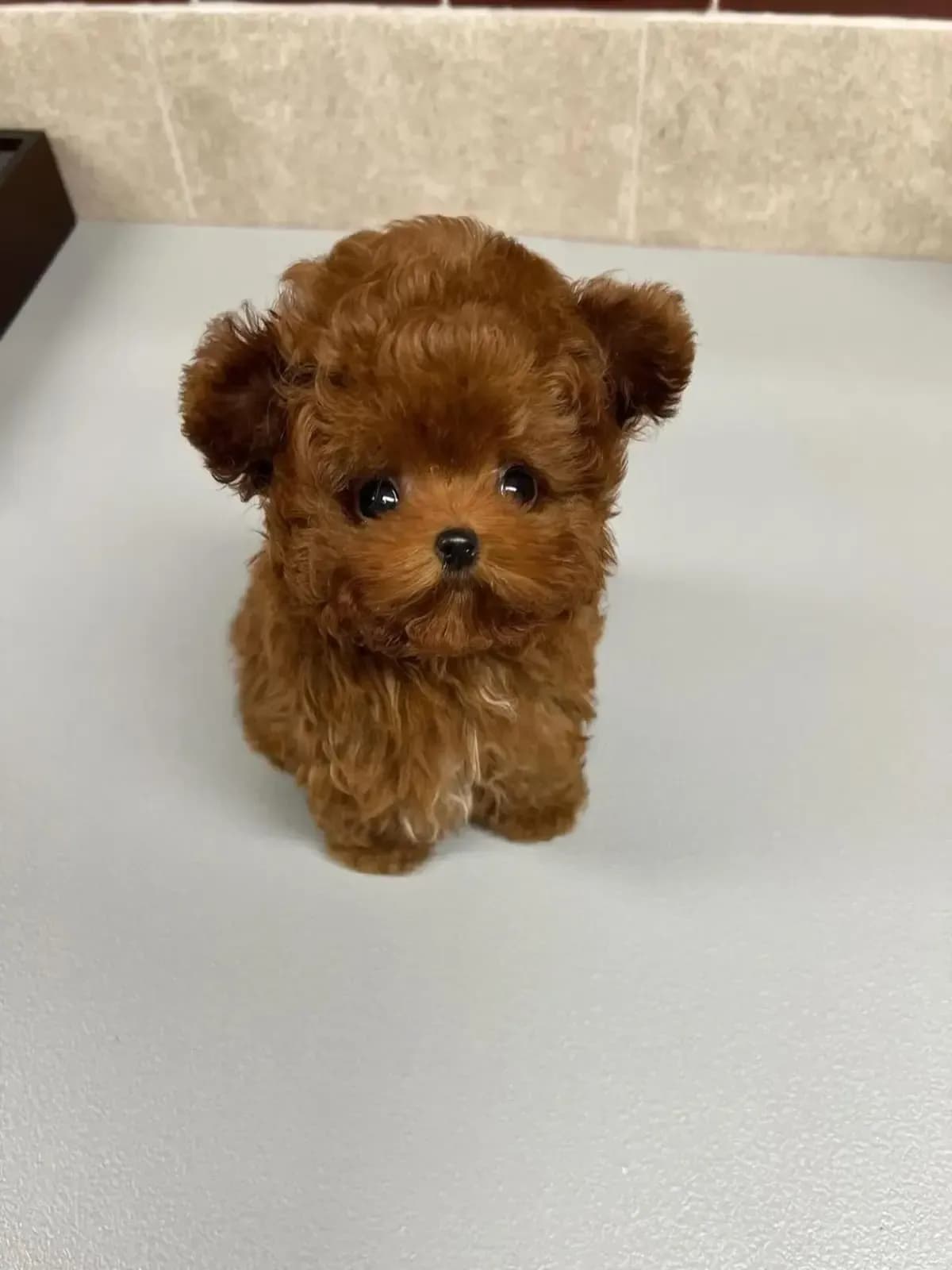 İzmir'de Yavru Köpek Sahiplenme Rehberi